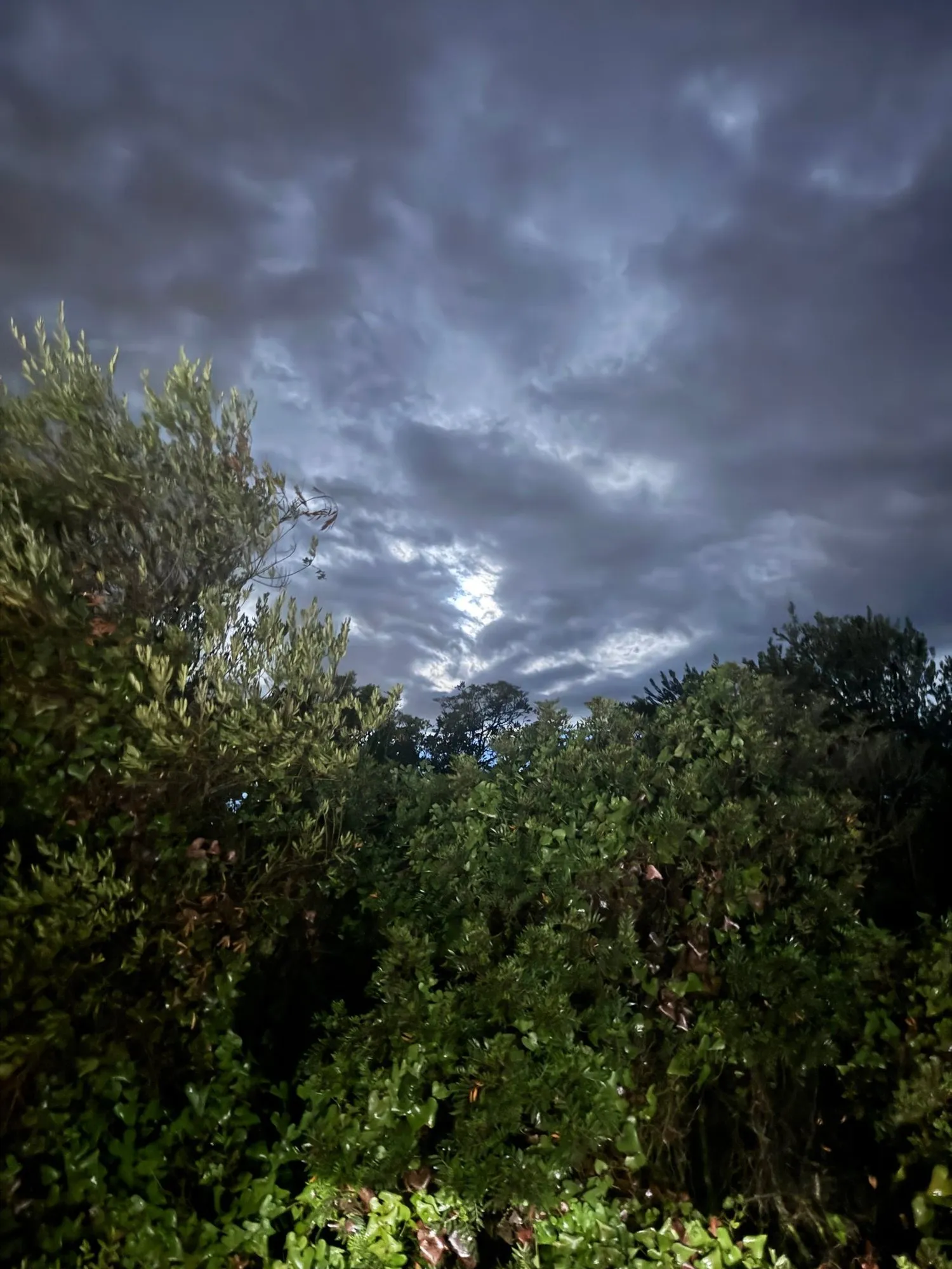 Céu do amanhecer sobre a vegetação perto de Salses-Leucate